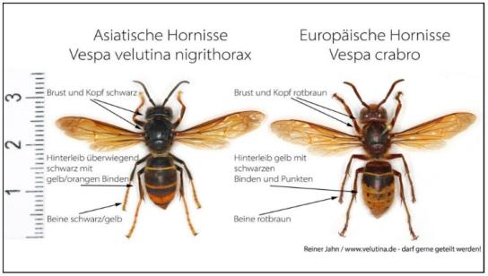 Vergleich Asiatische und Europäische Hornisse. 