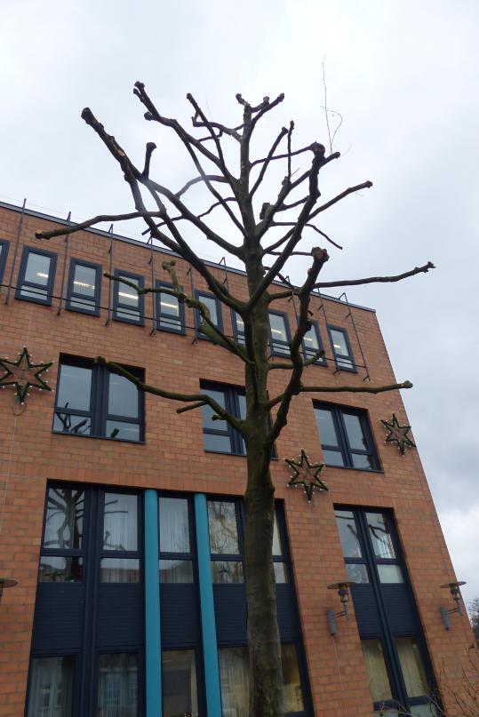 Kronenrückschnitt in den Wintermonaten am Kelterplatz