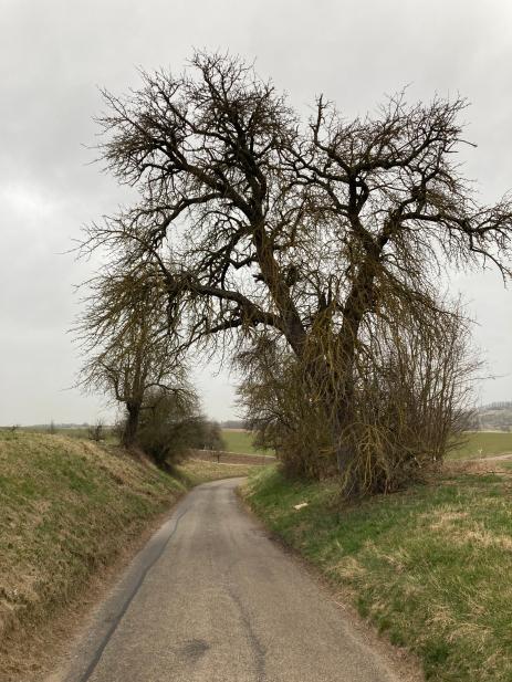 Apfelbaum in Lienzingen vor...